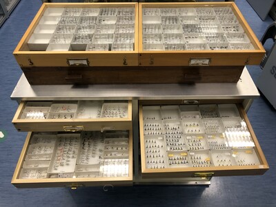 Specimens collection preserved within museum collections are essential components to establish rigorous baseline and monitor changes of biodiversity. Here are ant specimens preserved at the Hong Kong Biodiversity Museum. Photo credit: Hong Kong Biodiversity Museum.